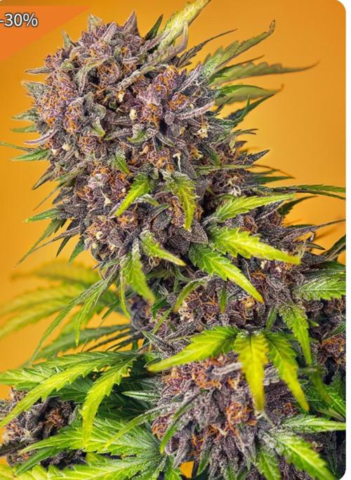 Diablo Rojo XL Auto - Sweet Seeds. Week 0