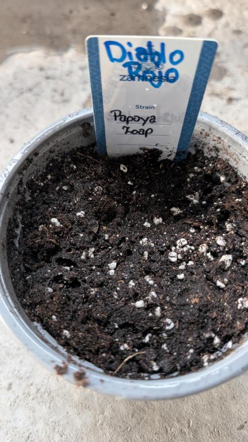 Diablo Rojo XL Auto - Sweet Seeds. Week 0
