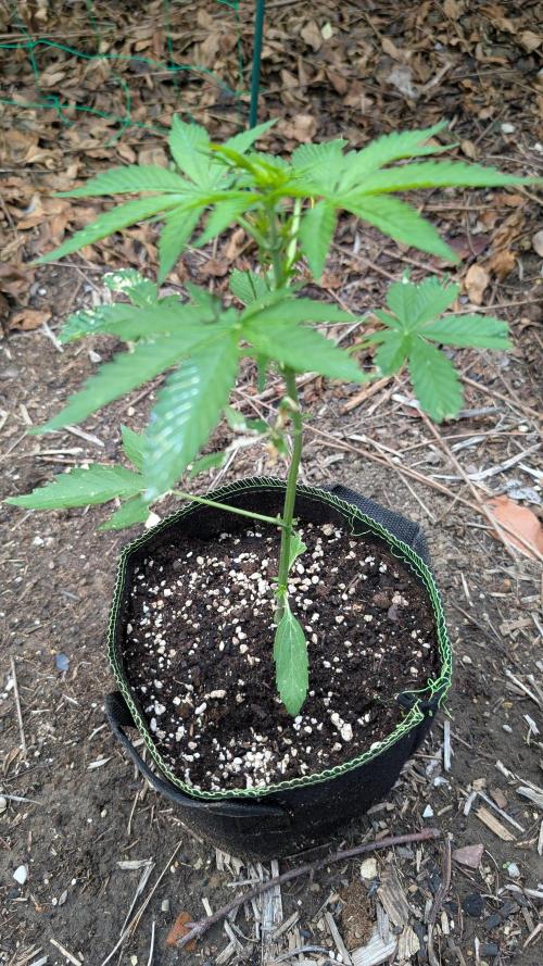 Toffee Pudding Auto Anesia Seeds. Week 5 - Day 35