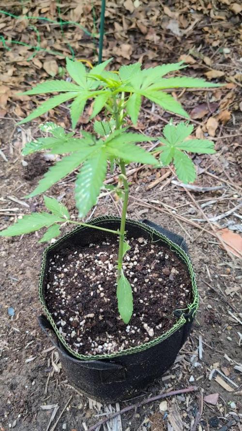 Toffee Pudding Auto Anesia Seeds