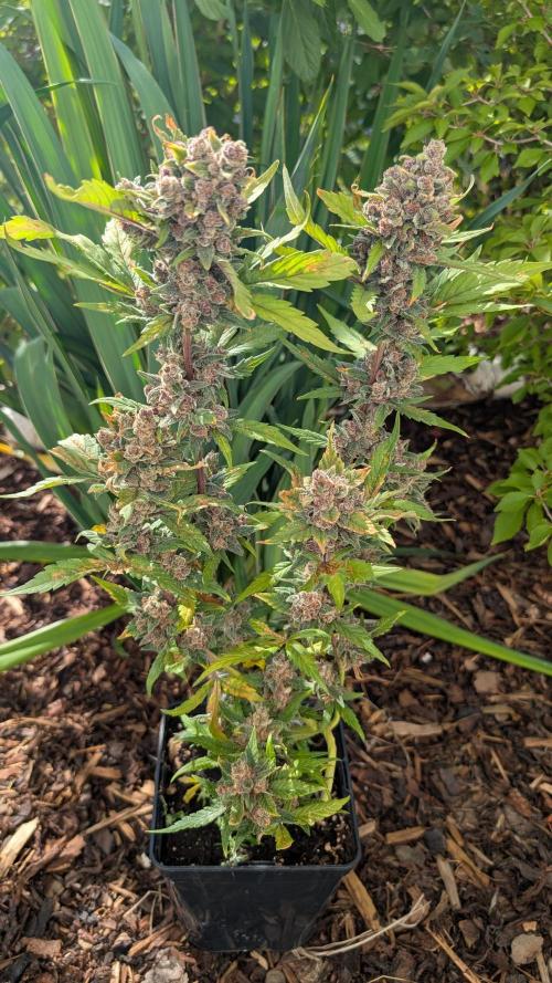 Purple Lemonade Auto Fast Buds Outdoor. Week 15 - Day 99