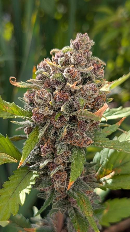 Purple Lemonade Auto Fast Buds Outdoor. Week 15 - Day 99