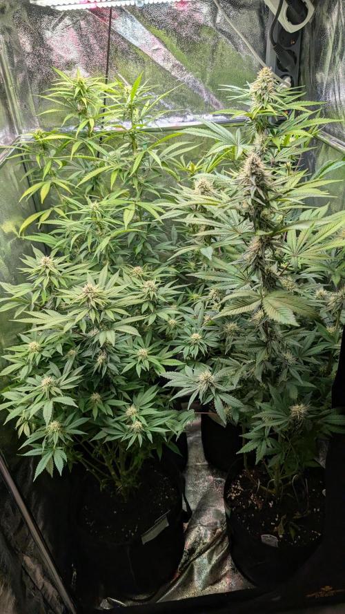 Strawberry Cola Sherbet F1 Sweet Seeds. Week 14 - Day 92