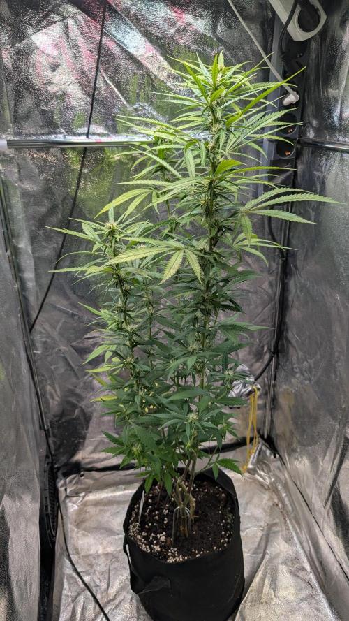 Strawberry Cola Sherbet F1 Sweet Seeds. Week 14 - Day 92