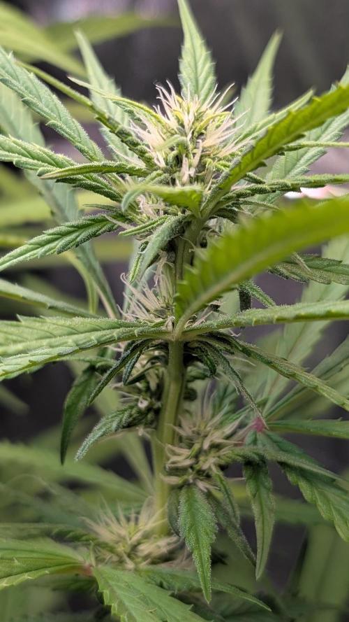 Strawberry Cola Sherbet F1 Sweet Seeds. Week 14 - Day 92