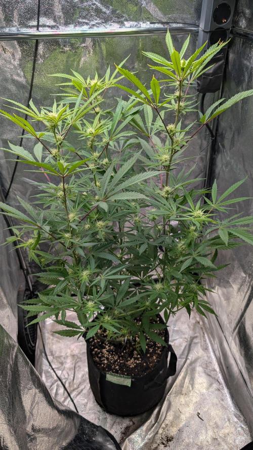 The Gassy One Super Sativa Seed Club. Week 14 - Day 92
