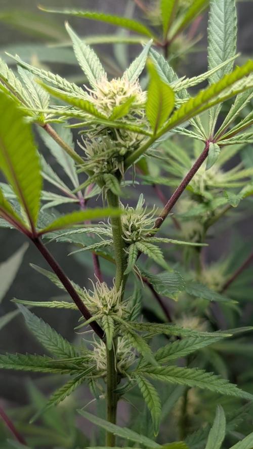 The Gassy One Super Sativa Seed Club. Week 14 - Day 92