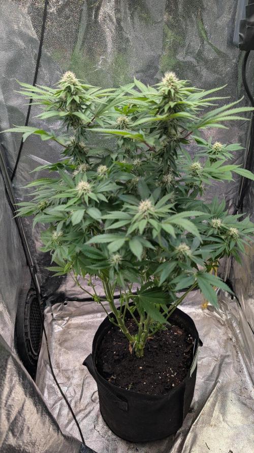 Super Boof Weed Seed Shop. Week 14 - Day 92