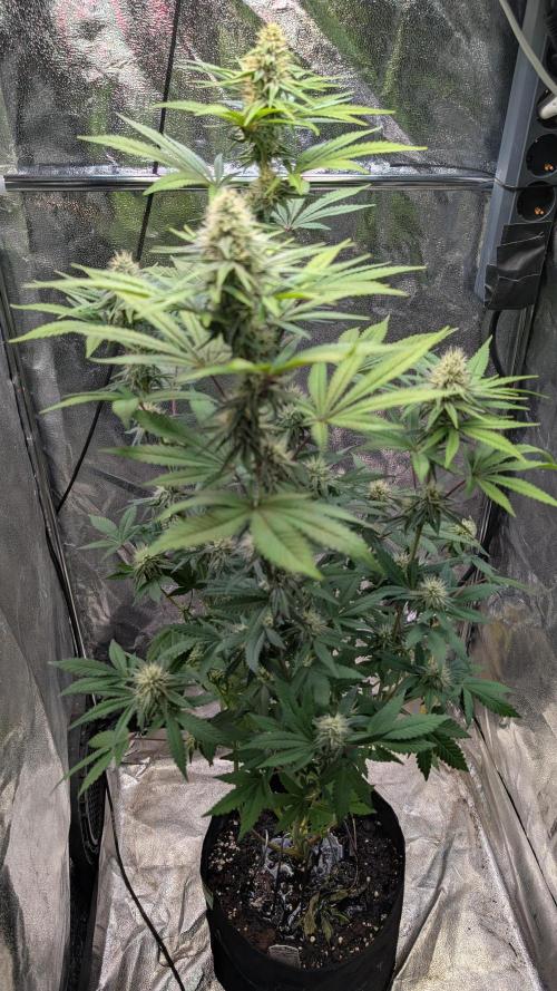 Glue Prom Walipini Seeds. Week 15 - Day 99