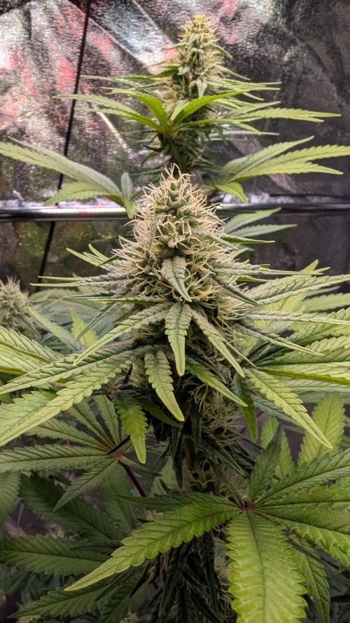 Glue Prom Walipini Seeds. Week 15 - Day 99