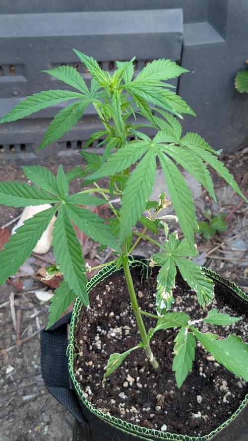 Toffee Pudding Auto Anesia Seeds. Week 6 - Day 39