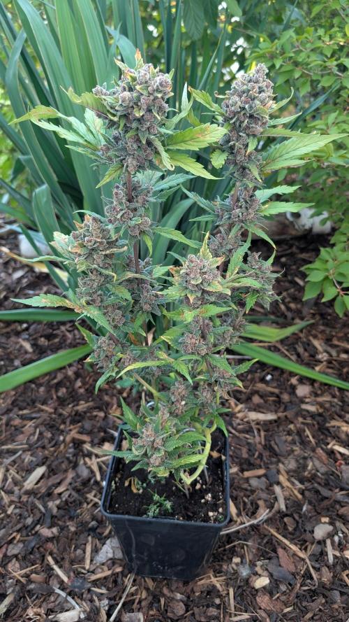 Purple Lemonade Auto Fast Buds Outdoor. Week 15 - Day 101