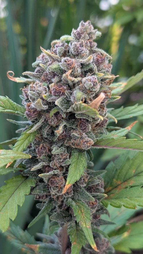 Purple Lemonade Auto Fast Buds Outdoor. Week 15 - Day 101
