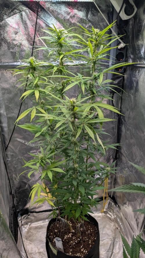 Strawberry Cola Sherbet F1 Sweet Seeds. Week 14 - Day 94