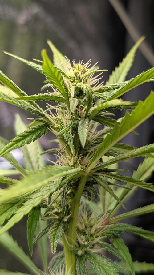Strawberry Cola Sherbet F1 Sweet Seeds. Week 14 - Day 94