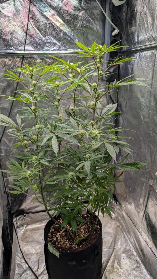 The Gassy One Super Sativa Seed Club. Week 14 - Day 94