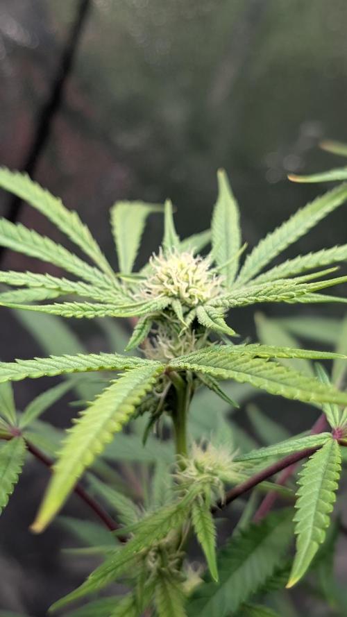The Gassy One Super Sativa Seed Club. Week 14 - Day 94