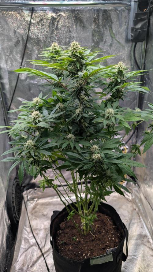 Super Boof Weed Seed Shop. Week 14 - Day 94