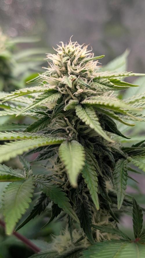 Super Boof Weed Seed Shop. Week 14 - Day 94