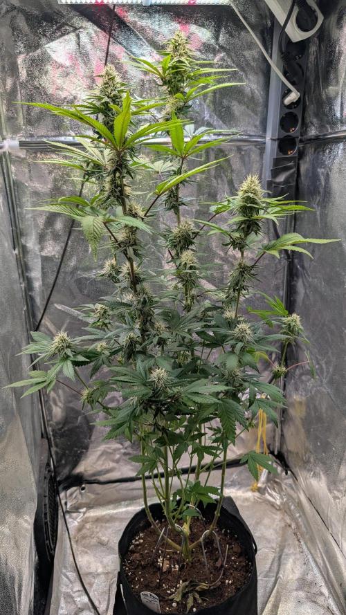 Glue Prom Walipini Seeds. Week 15 - Day 101