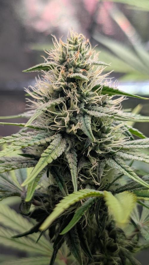 Glue Prom Walipini Seeds. Week 15 - Day 101