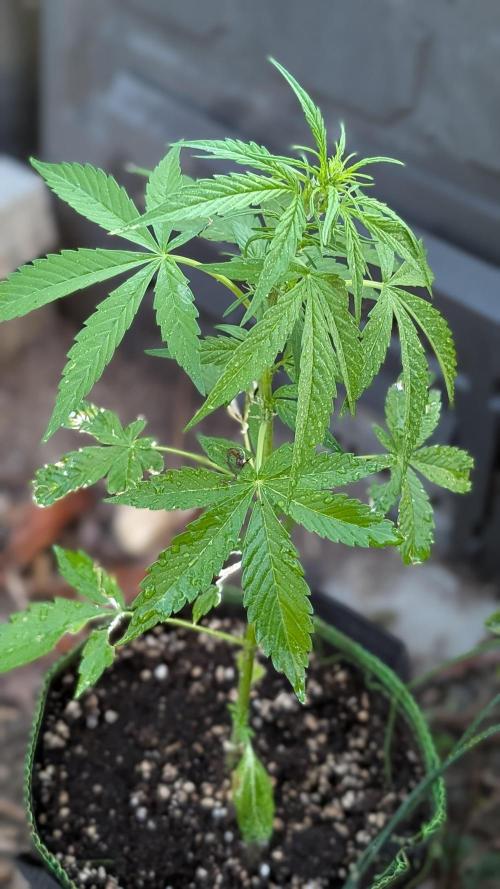 Toffee Pudding Auto Anesia Seeds. Week 6 - Day 40