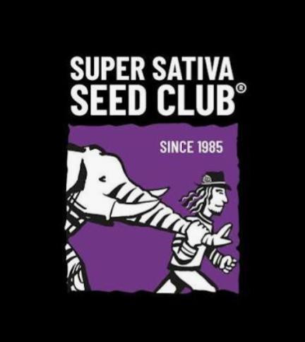 The Gassy One Super Sativa Seed Club. Week 0