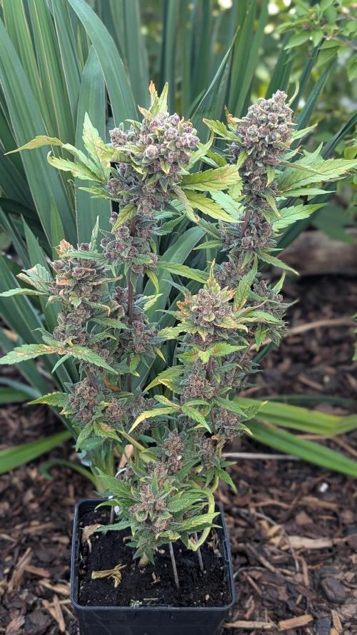 Purple Lemonade Auto Fast Buds Outdoor. Week 15 - Day 103