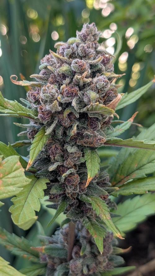 Purple Lemonade Auto Fast Buds Outdoor. Week 15 - Day 103