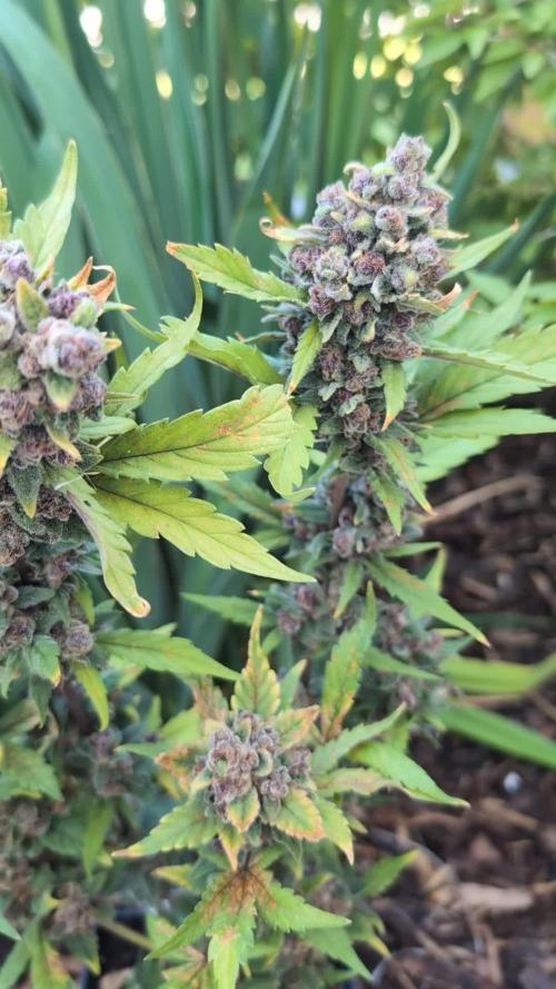 Purple Lemonade Auto Fast Buds Outdoor