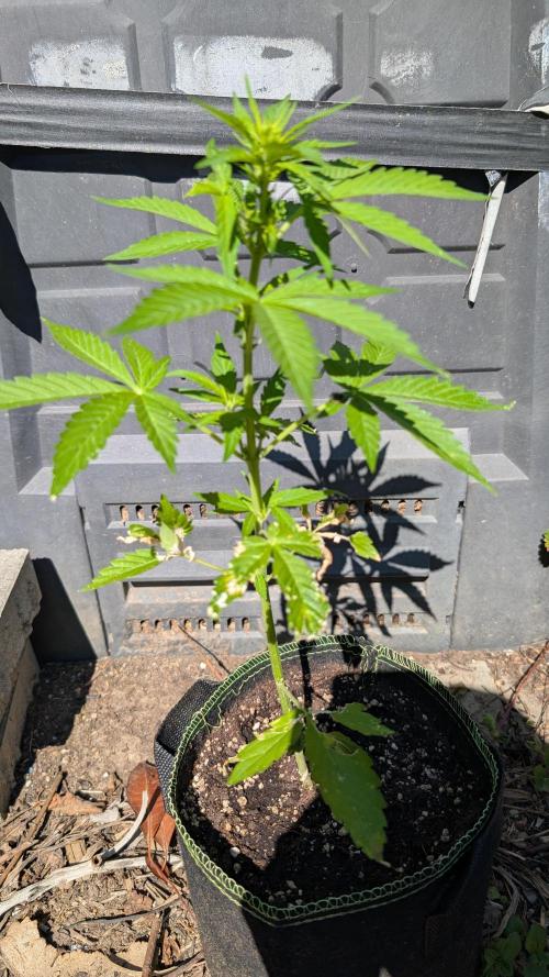 Toffee Pudding Auto Anesia Seeds. Week 6 - Day 41
