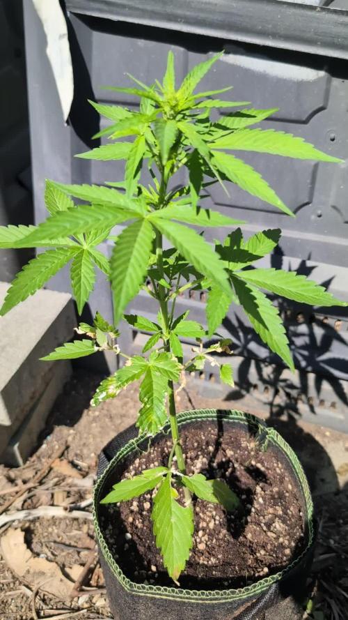 Toffee Pudding Auto Anesia Seeds