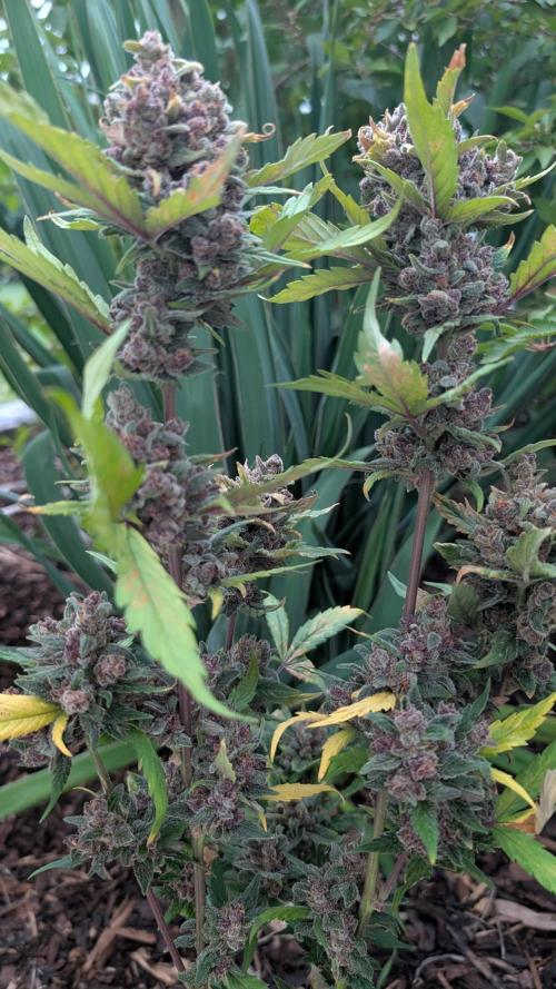 Purple Lemonade Auto Fast Buds Outdoor. Week 16 - Day 106