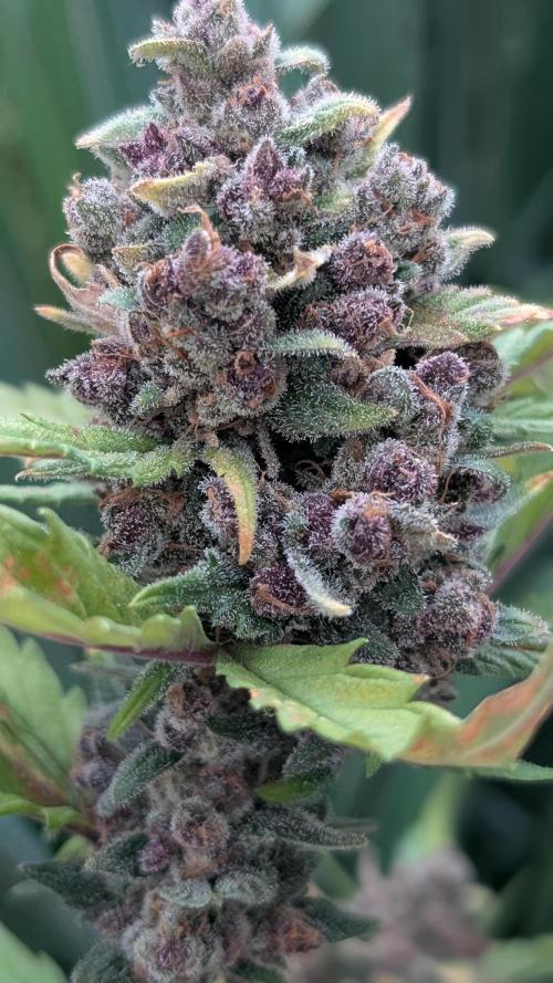Purple Lemonade Auto Fast Buds Outdoor. Week 16 - Day 106