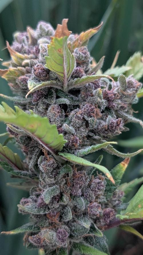Purple Lemonade Auto Fast Buds Outdoor. Week 16 - Day 106