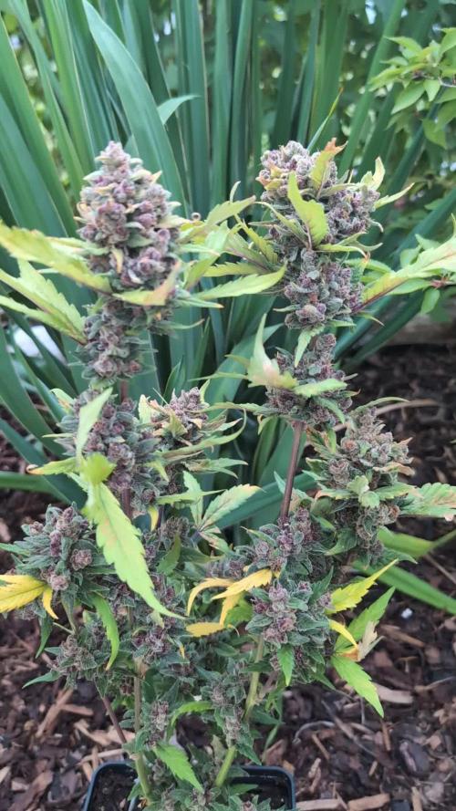 Purple Lemonade Auto Fast Buds Outdoor