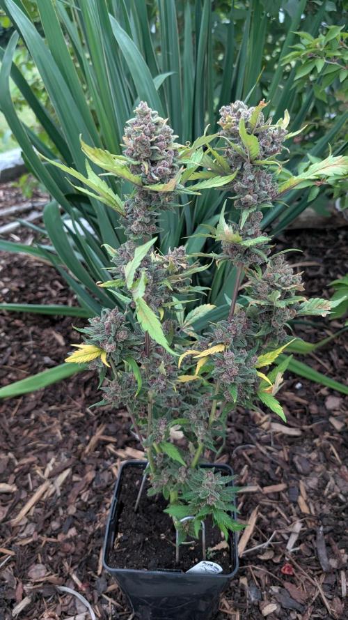 Purple Lemonade Auto Fast Buds Outdoor. Week 16 - Day 106