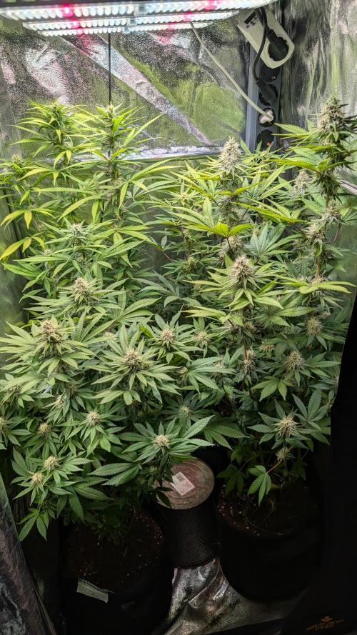 Strawberry Cola Sherbet F1 Sweet Seeds. Week 15 - Day 99