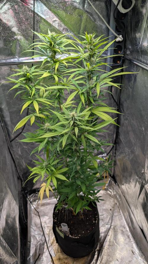 Strawberry Cola Sherbet F1 Sweet Seeds. Week 15 - Day 99