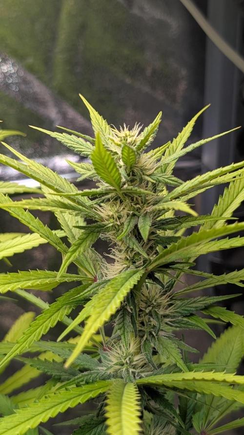 Strawberry Cola Sherbet F1 Fast Version. Week 15