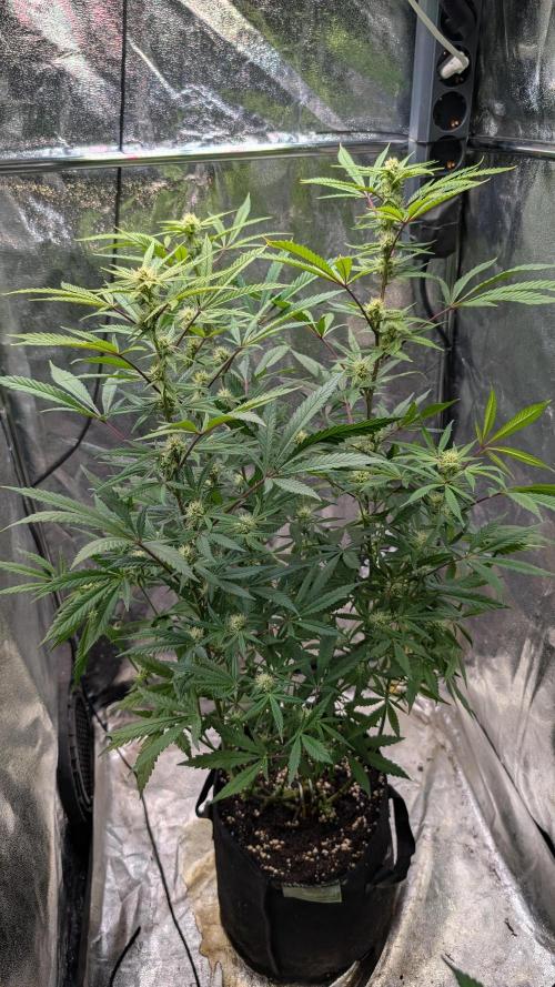 The Gassy One Super Sativa Seed Club. Week 15 - Day 99 