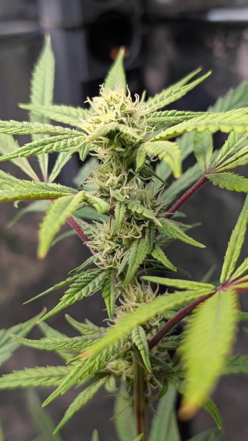 The Gassy One Super Sativa Seed Club. Week 15 - Day 99