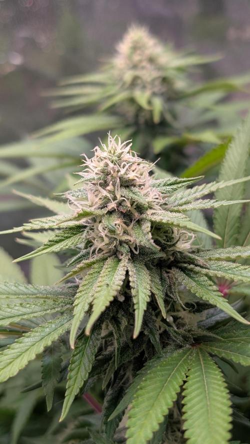 Super Boof Weed Seed Shop. Week 15 - Day 99 