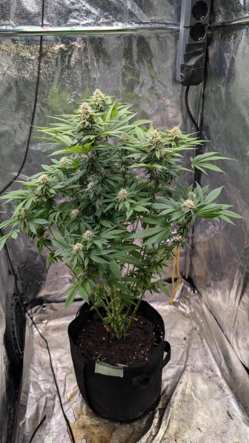Super Boof Weed Seed Shop. Week 15 - Day 99 