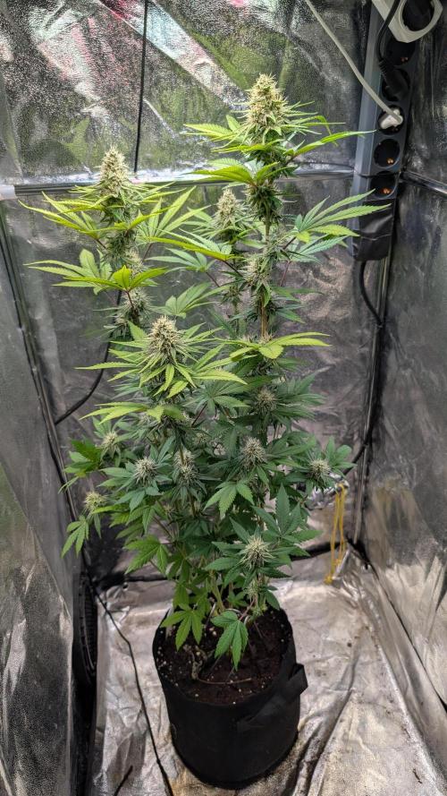 Glue Prom Walipini Seeds. Week 16 - Day 106