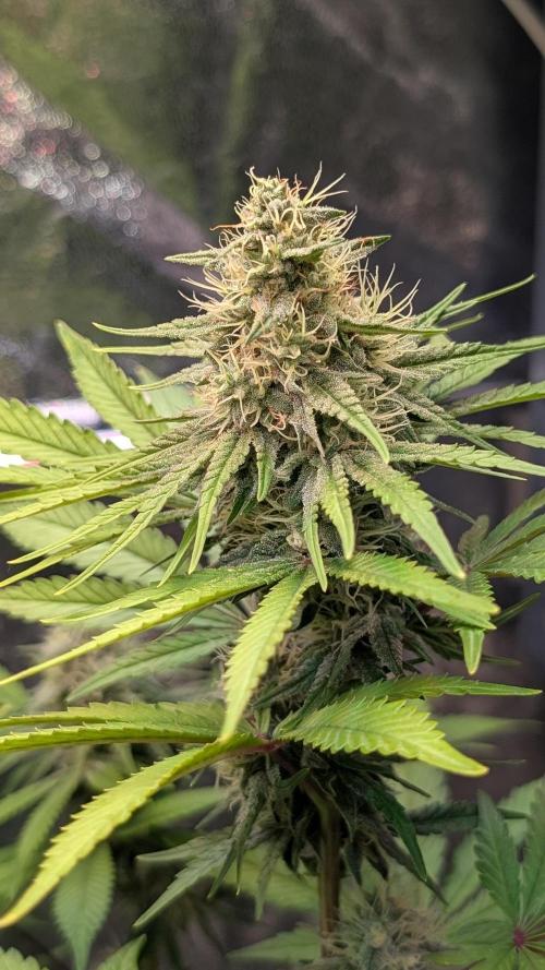 Glue Prom Walipini Seeds. Week 16 - Day 106