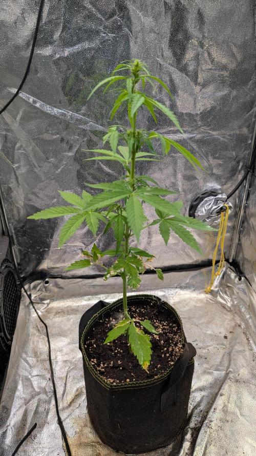 Toffee Pudding Auto Anesia Seeds. Week 7 - Day 43