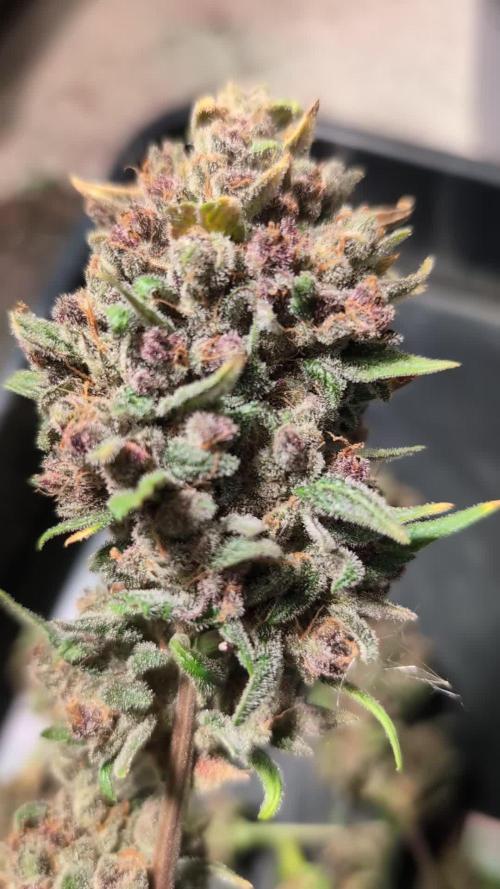Purple Lemonade Auto Fast Buds Outdoor