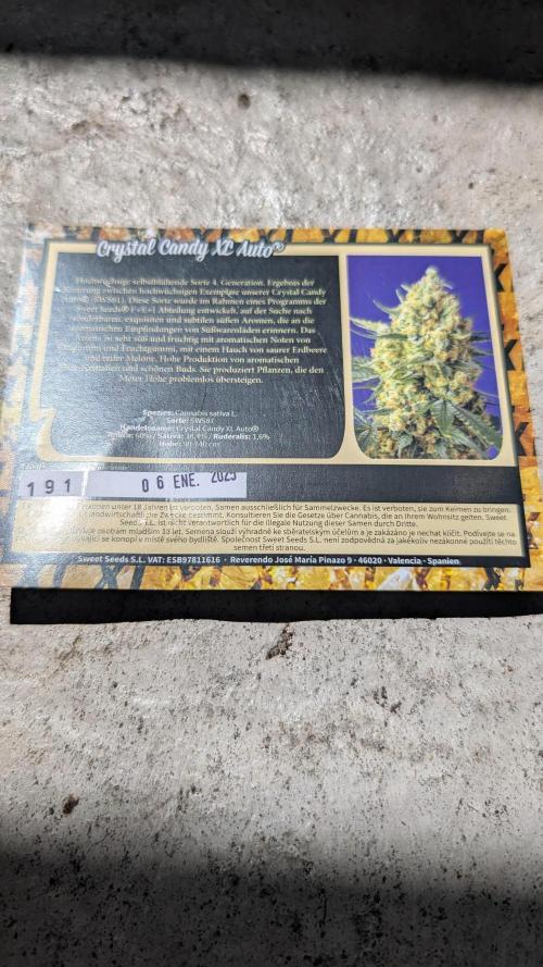 Crystal Candy XL Auto - Sweet Seeds. Week 0