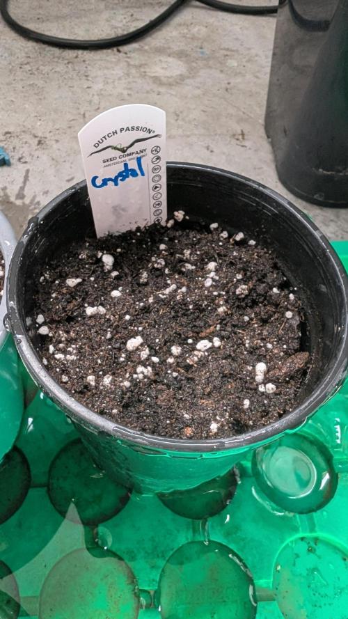 Crystal Candy XL Auto - Sweet Seeds. Week 0